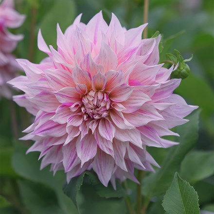 Dahlia Cafe Au Lait Twist | Decorative Dinnerplate Dahlia