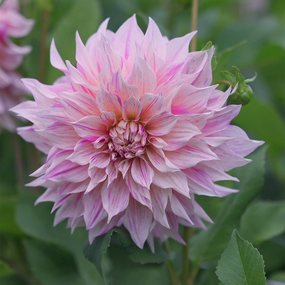 Dahlia Cafe Au Lait Twist | Decorative Dinnerplate Dahlia