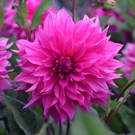 Dahlia Cafe Au Lait Rose | Decorative Dinnerplate Dahlia