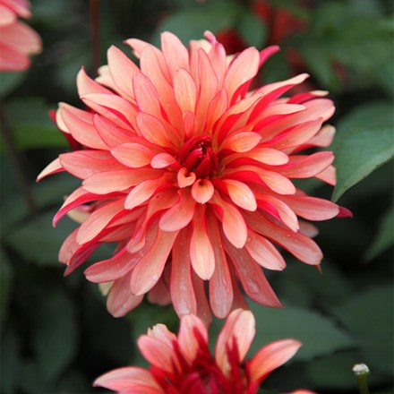 Dahlia Gallery Art Deco | Decorative Dahlia
