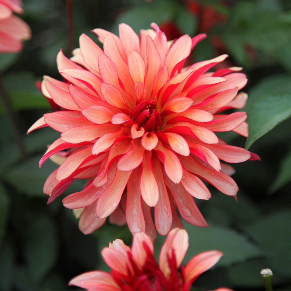 Dahlia Gallery Art Deco | Decorative Dahlia
