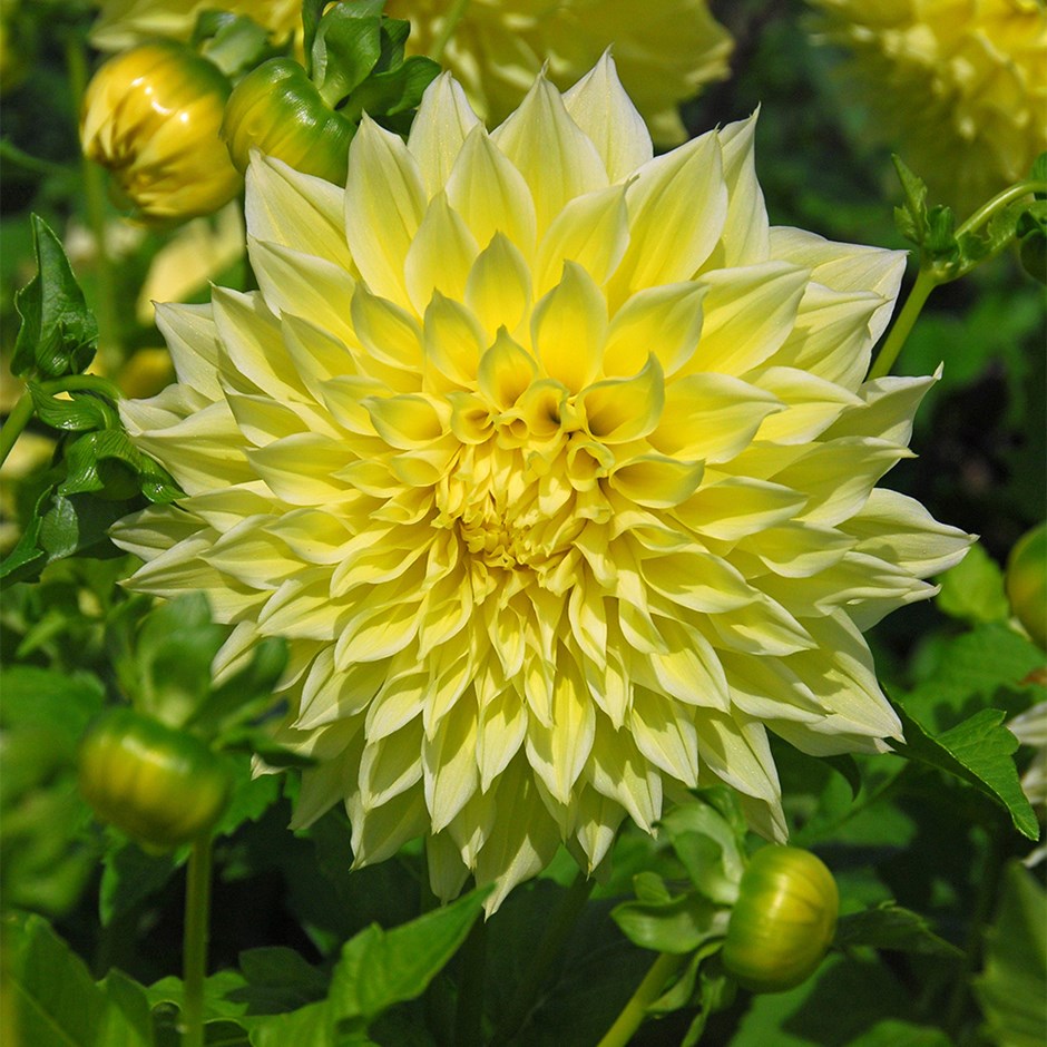 Dahlia Kelvin Floodlight | Decorative Dinnerplate Dahlia