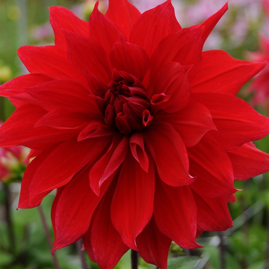 Dahlia Babylon | Decorative Dinnerplate Dahlia