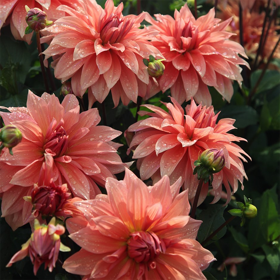 Dahlia Babylon Brons | Decorative Dinnerplate Dahlia