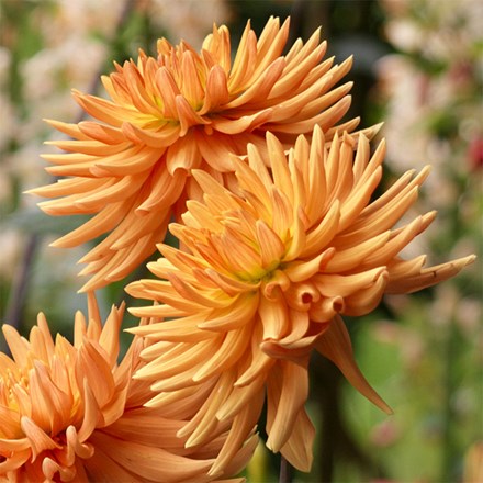 Dahlia Ludwig Helfert | Semi Cactus Dahlia