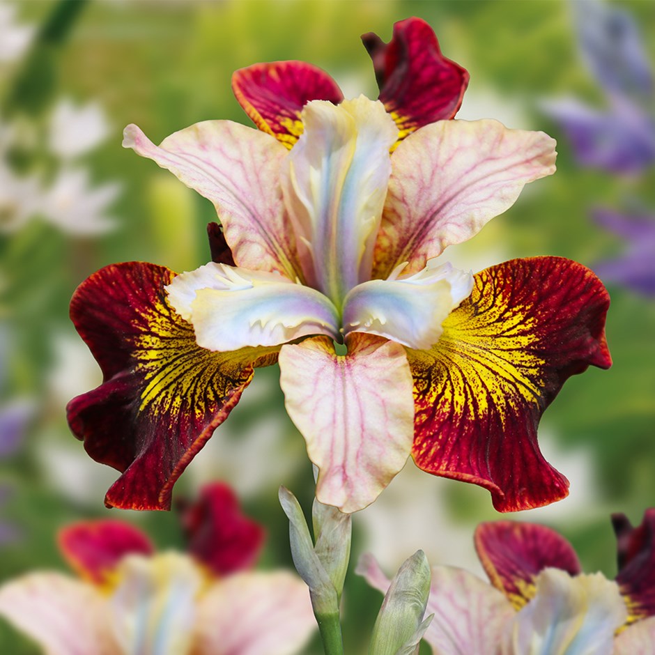 Iris Laughing Beauty | Siberian Iris