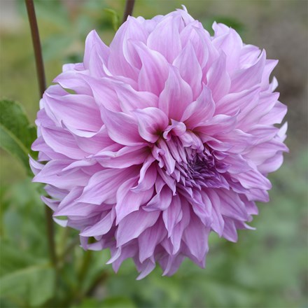 Dahlia Vassio Meggos | Decorative Dinnerplate Dahlia
