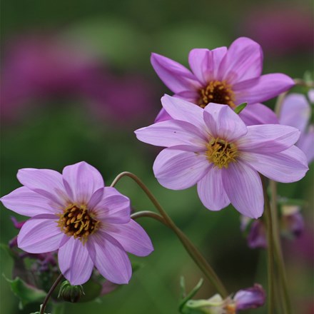 Dahlia merckii