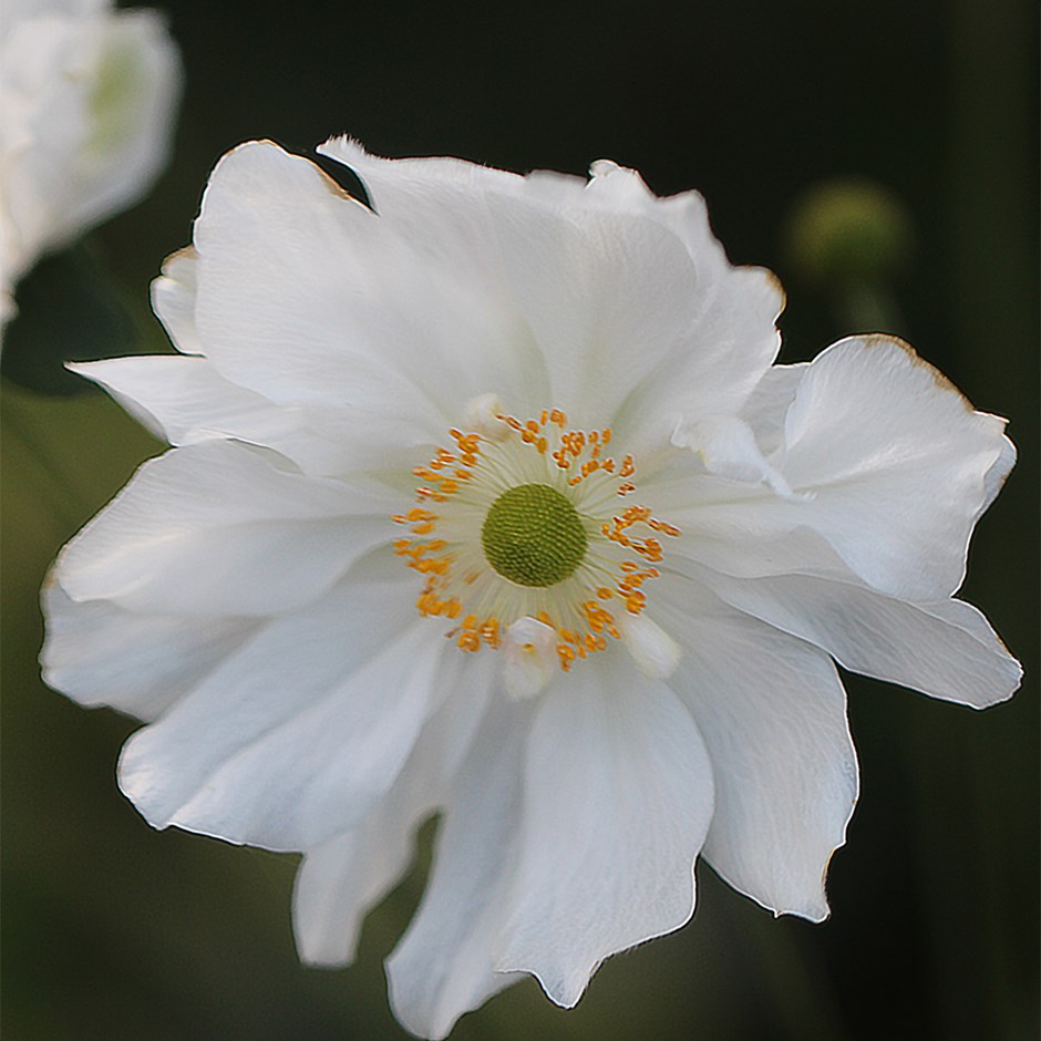 Anemone × Hybrida Whirlwind | Japanese Anemone