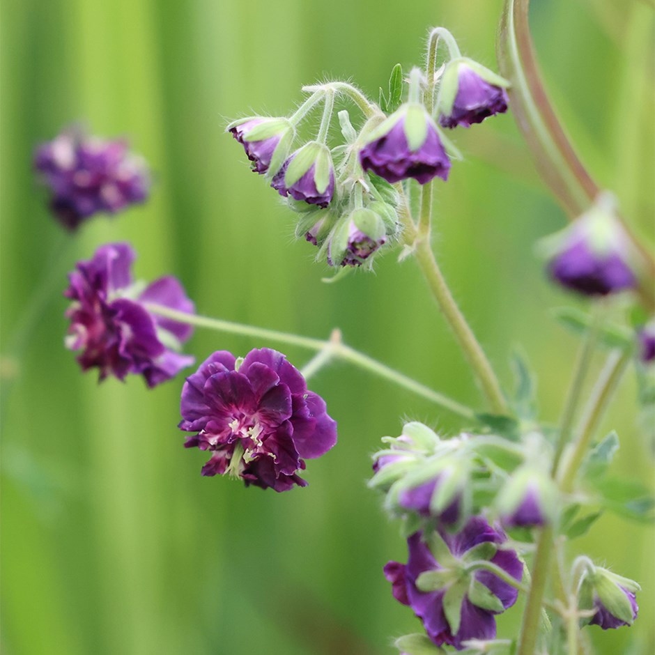 Geranium Phaeum Joseph Green | Cranesbill