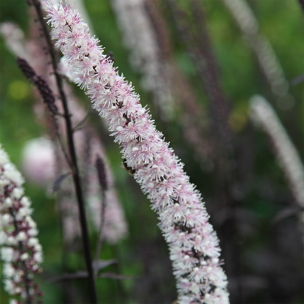 Actaea Simplex Pink Spike | Bugbane