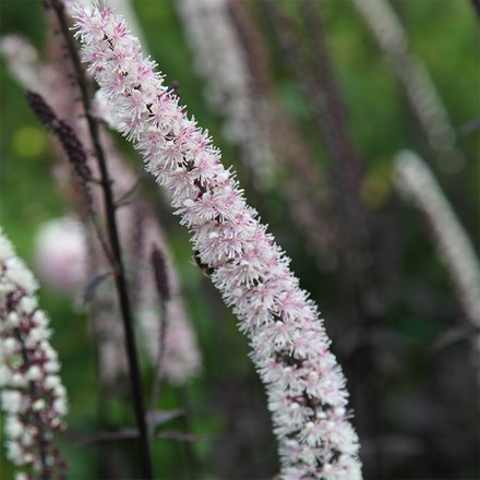 Actaea simplex Pink Spike