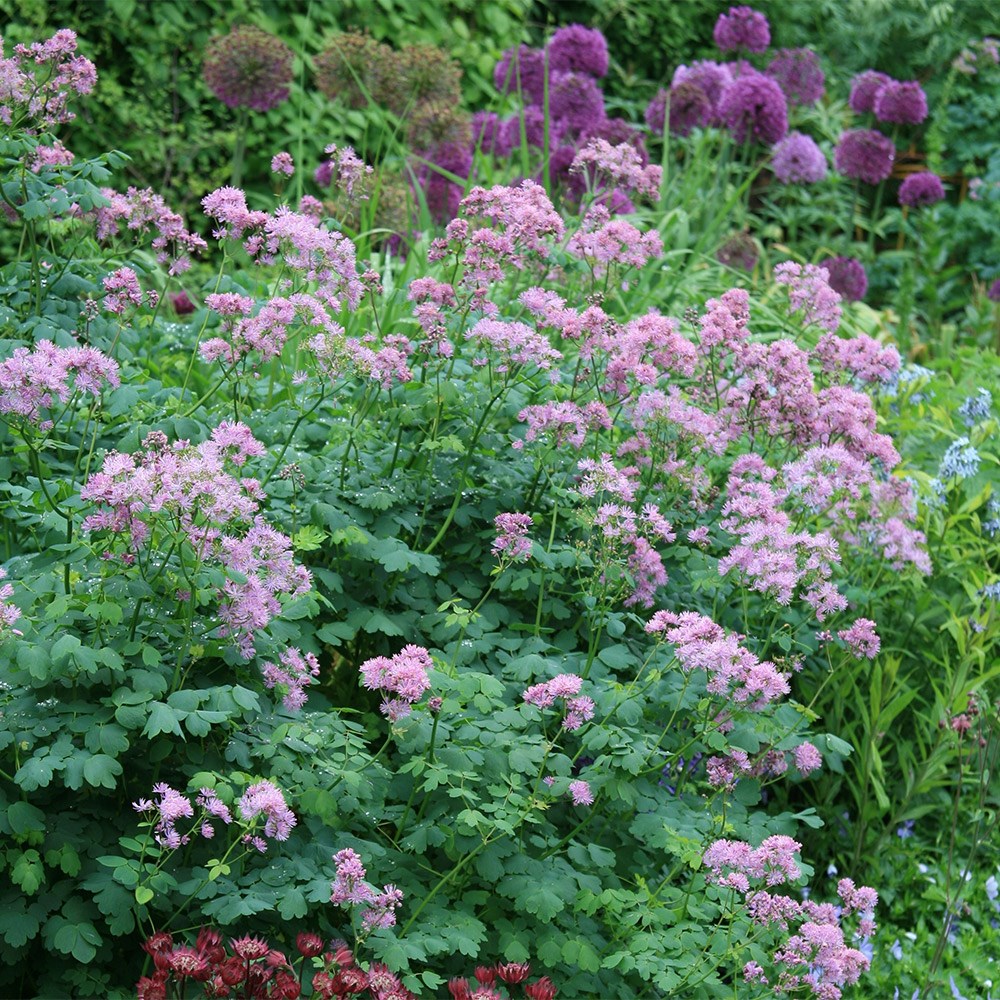 Thalictrum Aquilegiifolium Thundercloud | Meadow Rue
