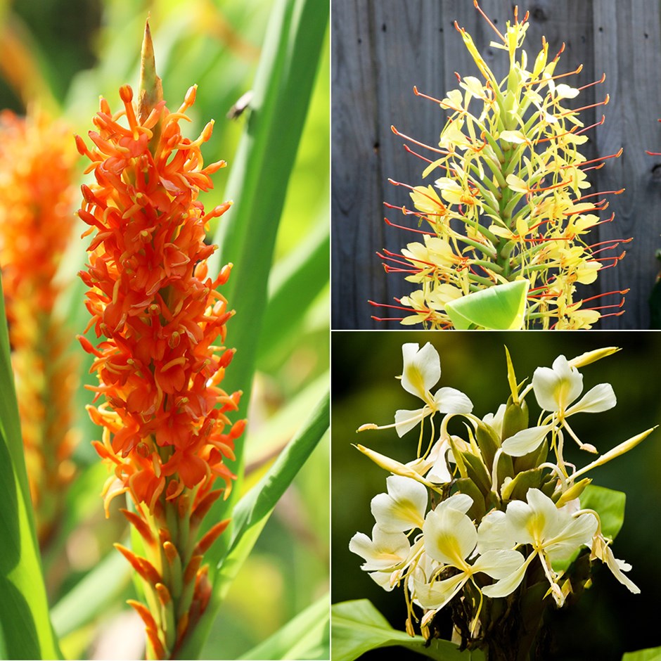 Ginger Lily Collection | Hedychiums