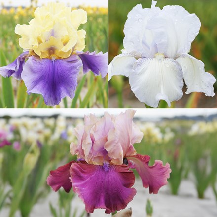 Iris Collection | Iris Collection