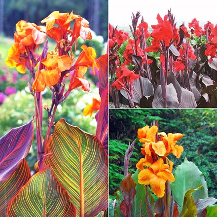 Tropicanna Cannas | Indian Shot