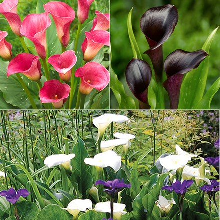 Calla Lilies Collection | Zantedeschias