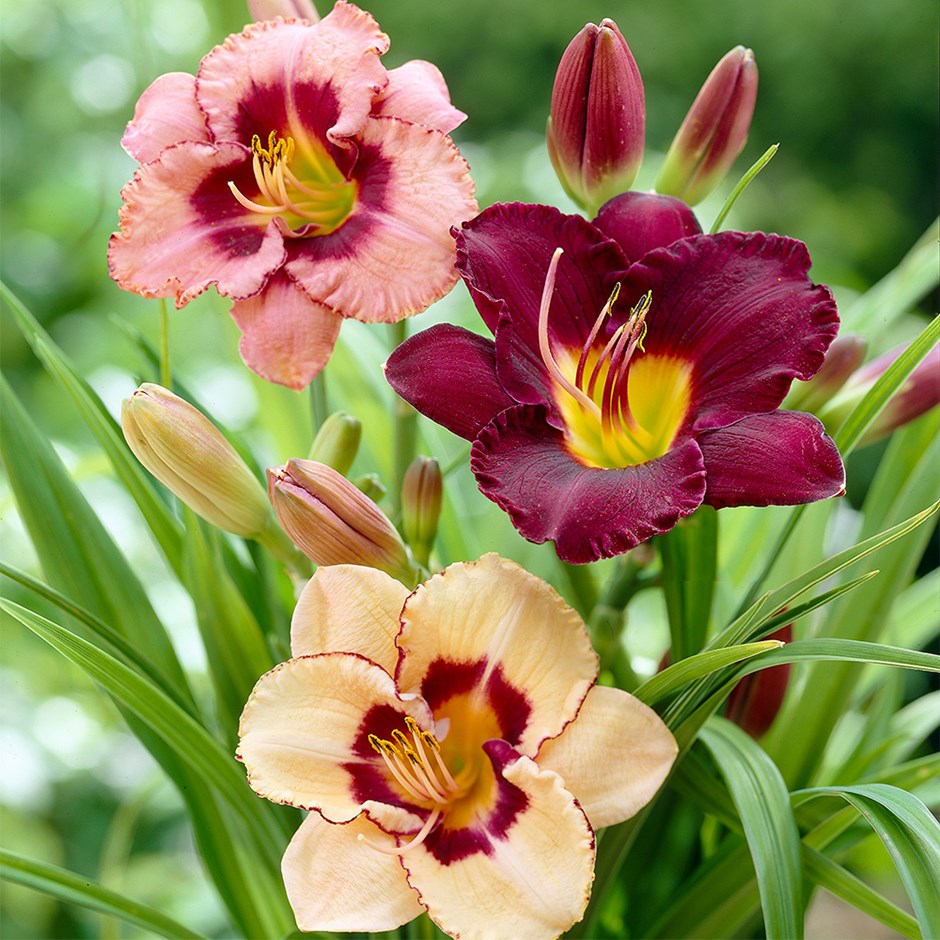 Hemerocallis collection