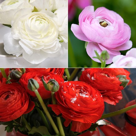 Ranunculus Aviv Collection | Ranunculus Collection