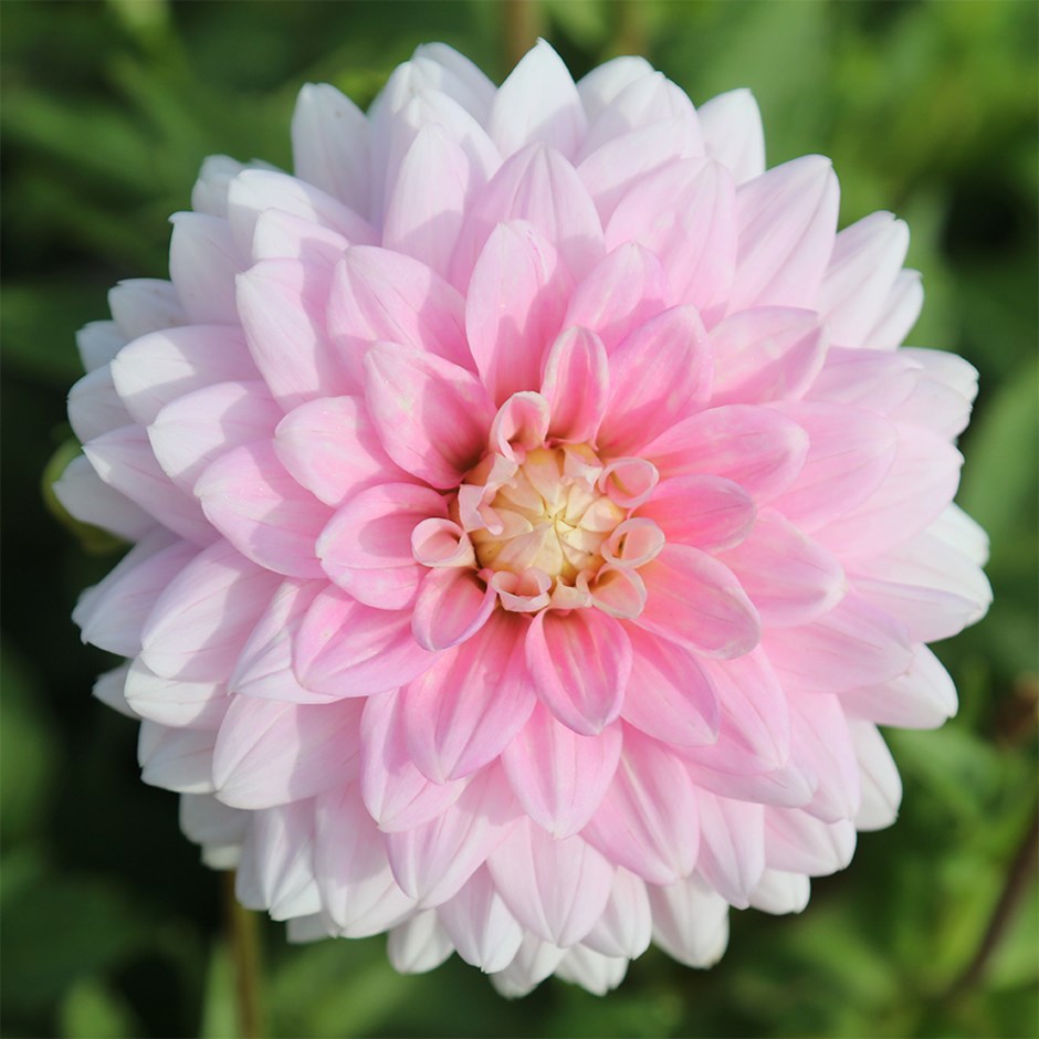 Dahlia Offshore Dream | Decorative Dahlia