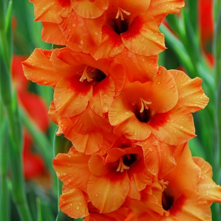 Gladiolus Prince Of Orange | Gladioli Or Sword Lily