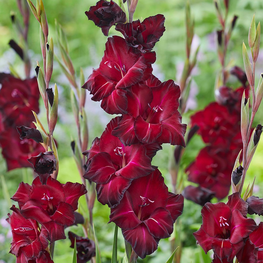 Gladiolus Black Star | Gladioli Or Sword Lily