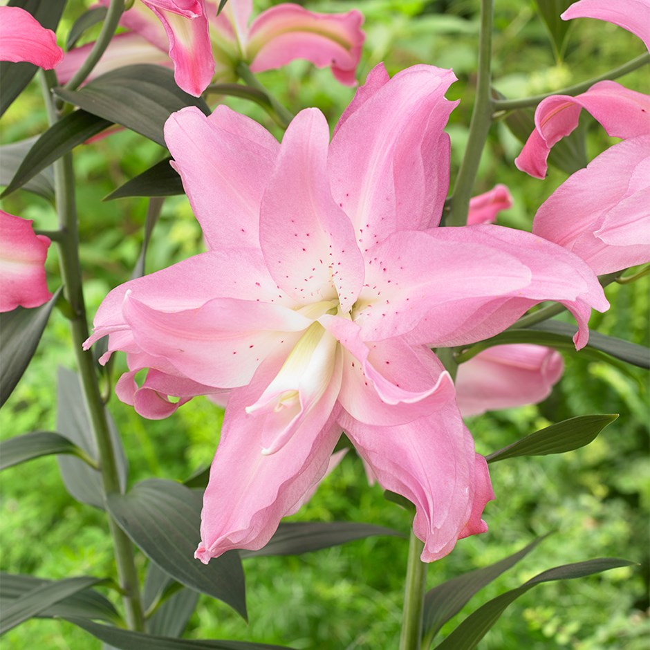 Lilium Lotus Dream | Pollen Free Lily