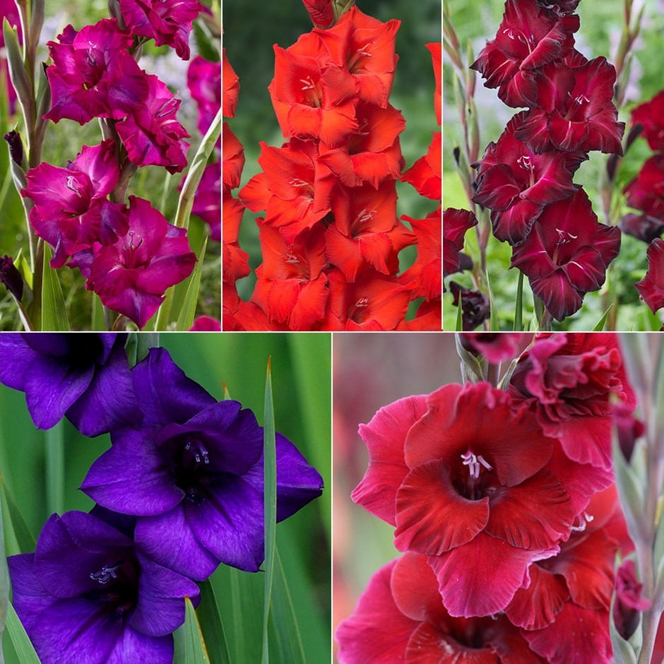 The Ultimate Cutting Gladioli Collection | Gladiolus Or Sword Lily