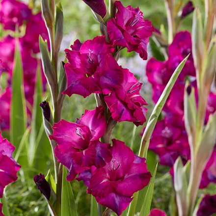 Gladiolus Next Level | Gladioli Or Sword Lily