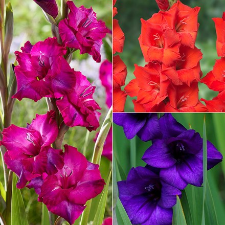Vibrant Gladioli Collection | Gladiolus Or Sword Lily