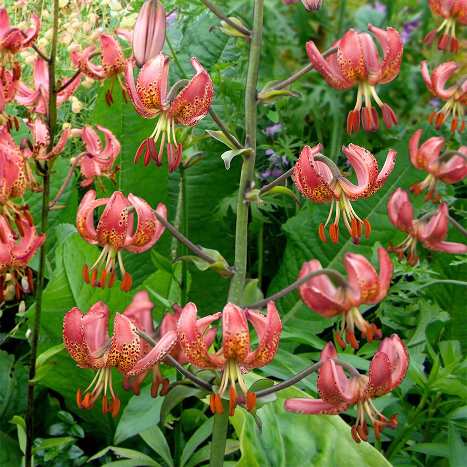 Lilium Manitoba Morning | Martagon Lily