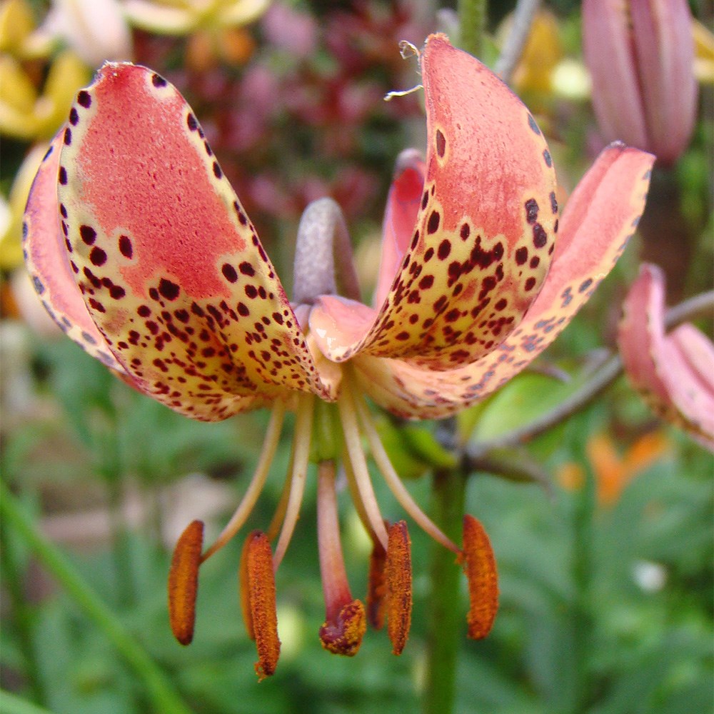 Lilium Manitoba Morning | Martagon Lily