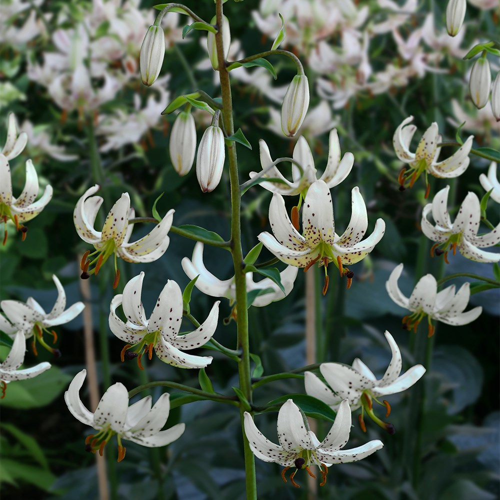 Lilium Albi Morning | Martagon Lily