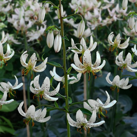 Lilium Albi Morning | Martagon Lily