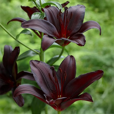 Lilium Nightrider | Asiatic Lily