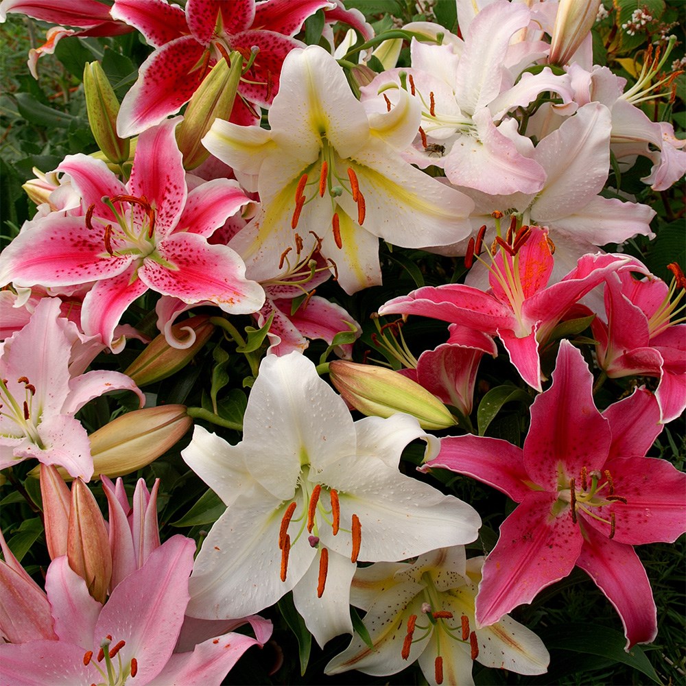 Lilium Giant Oriental Mixed | Oriental Lily
