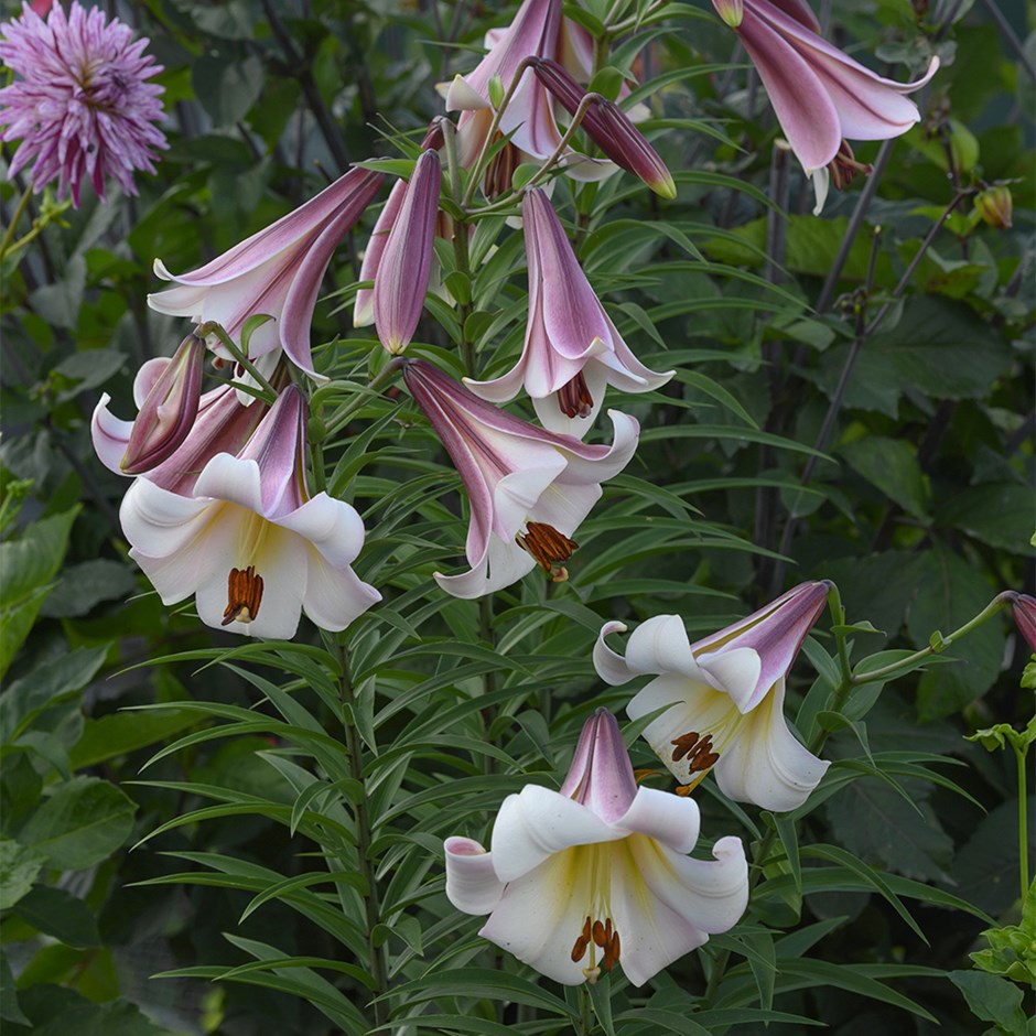 Lilium Eastern Moon | Skyscraper Lily
