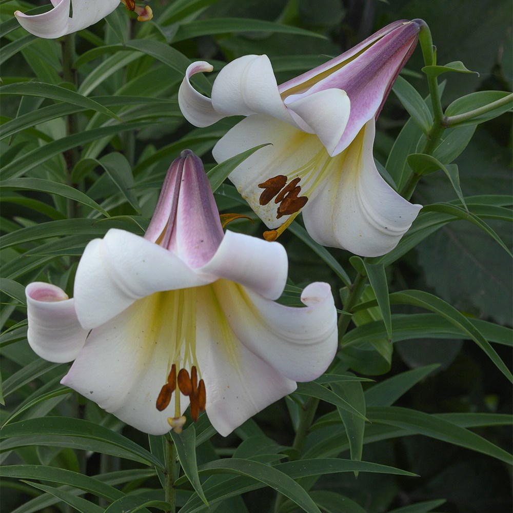 Lilium Eastern Moon | Skyscraper Lily