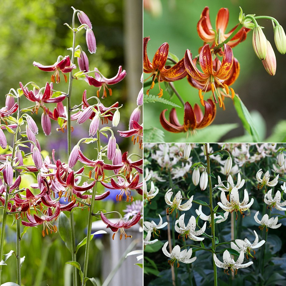 Turkscap Lily Collection | Martagon Lily