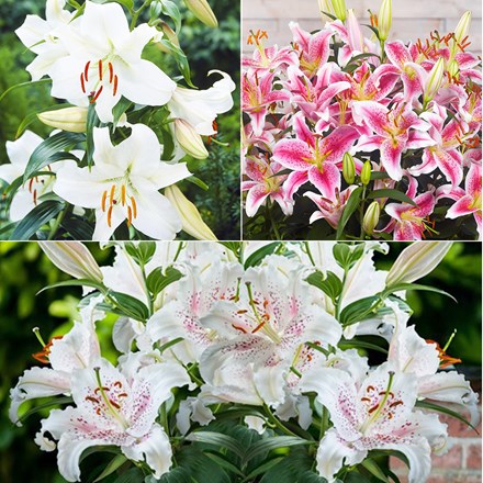 Oriental Lilium Collection | Lilies