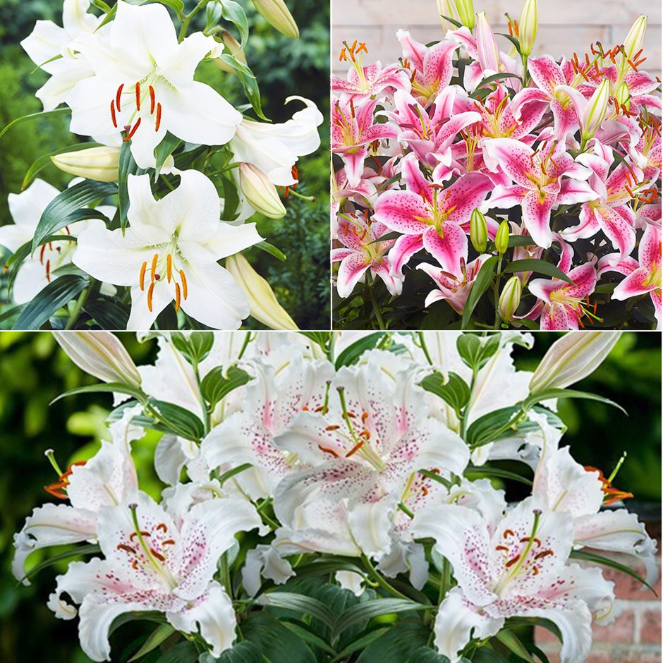 Oriental Lilium Collection | Lilies