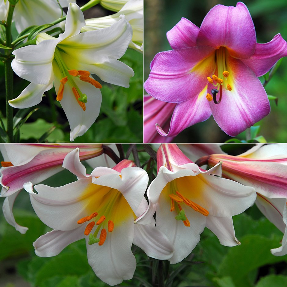 Trumpet Lily Collection | Lilies