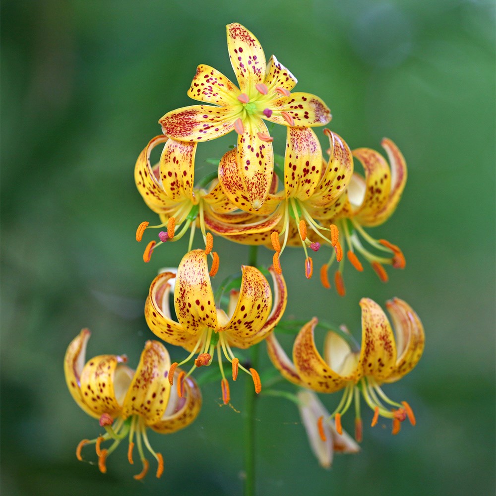 Lilium Sunny Morning | Martagon Lily
