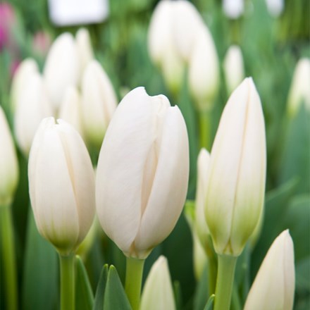 Tulipa Hakuun | Darwin Hybrid Tulip