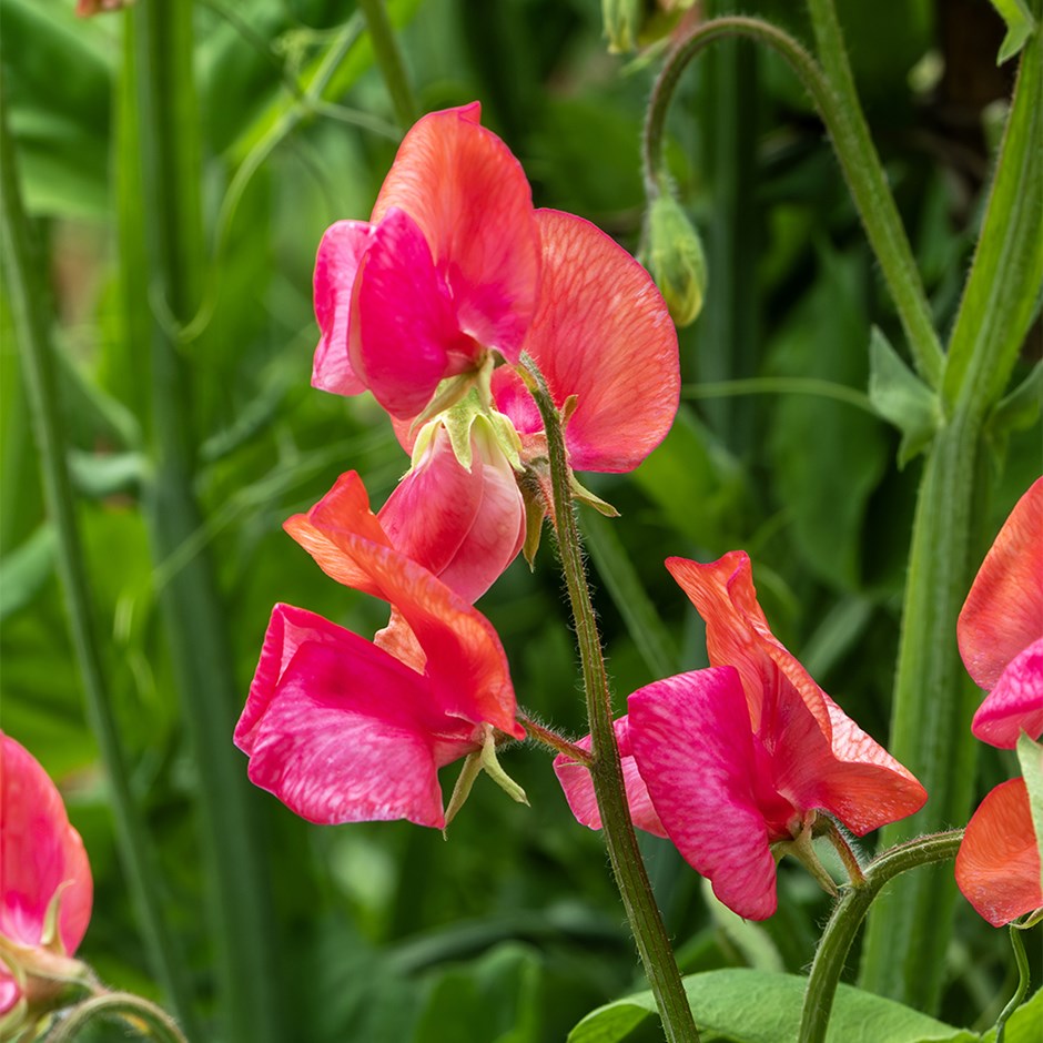 Lathyrus Prince Of Orange | Sweetpea