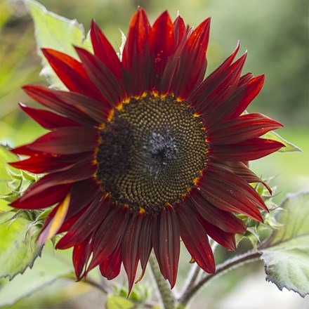 Helianthus annuus Claret