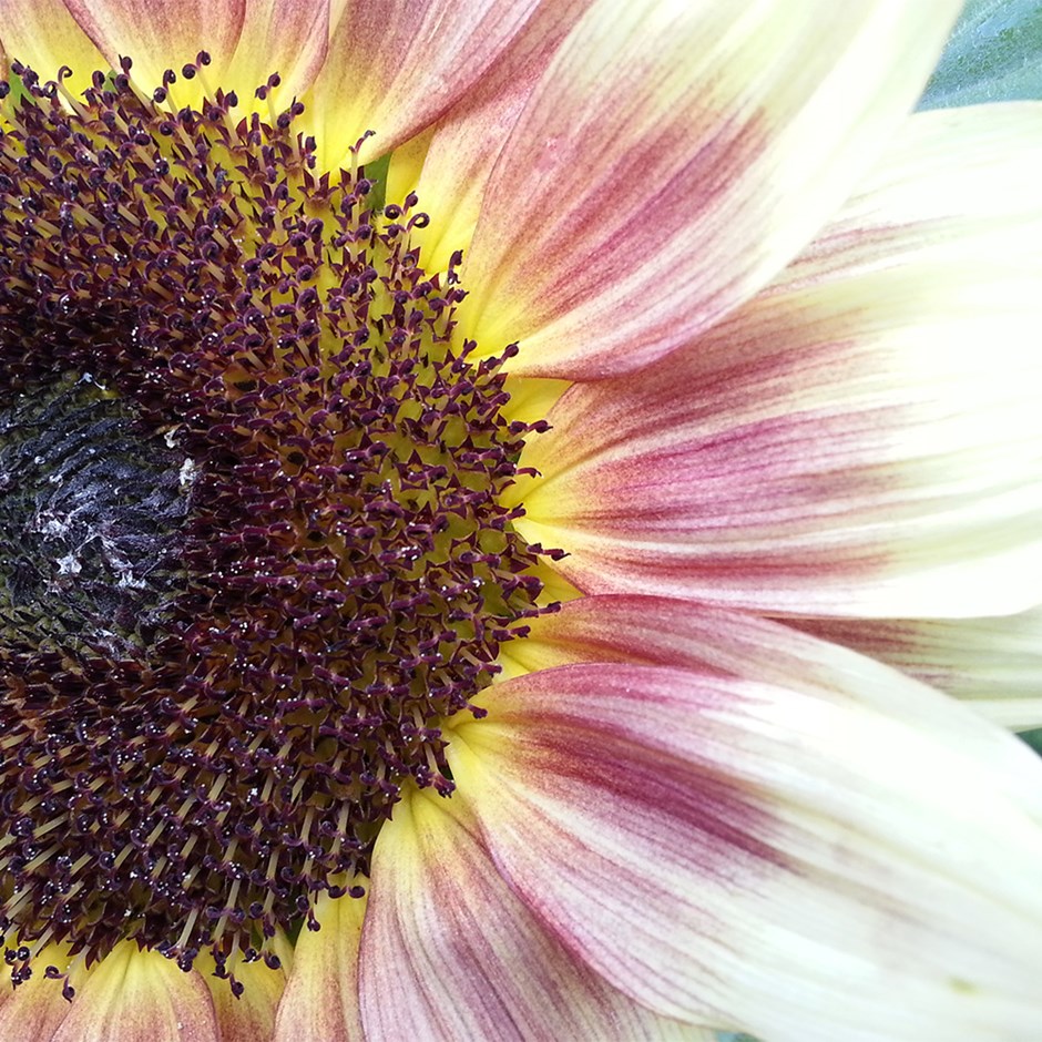 Helianthus Annuus Ruby Eclipse | Sunflower