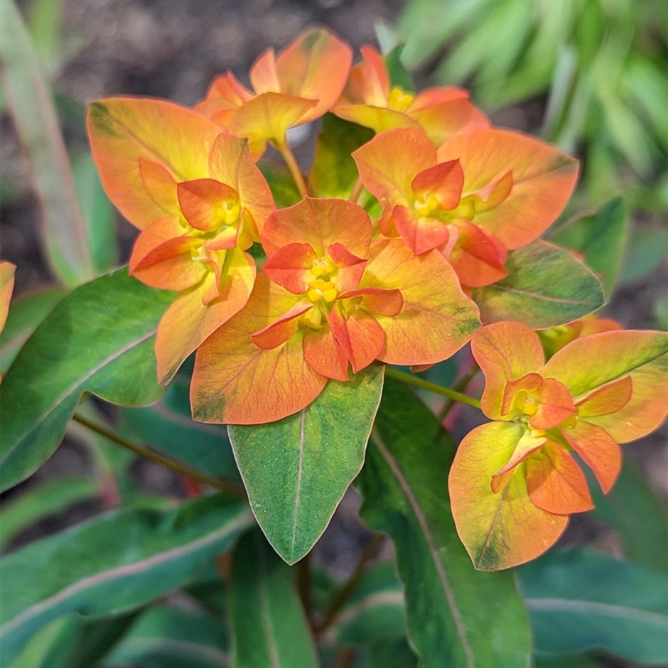 Euphorbia Walberton's Embers Glow | Spurge