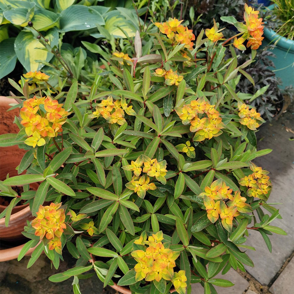 Euphorbia Walberton's Embers Glow | Spurge