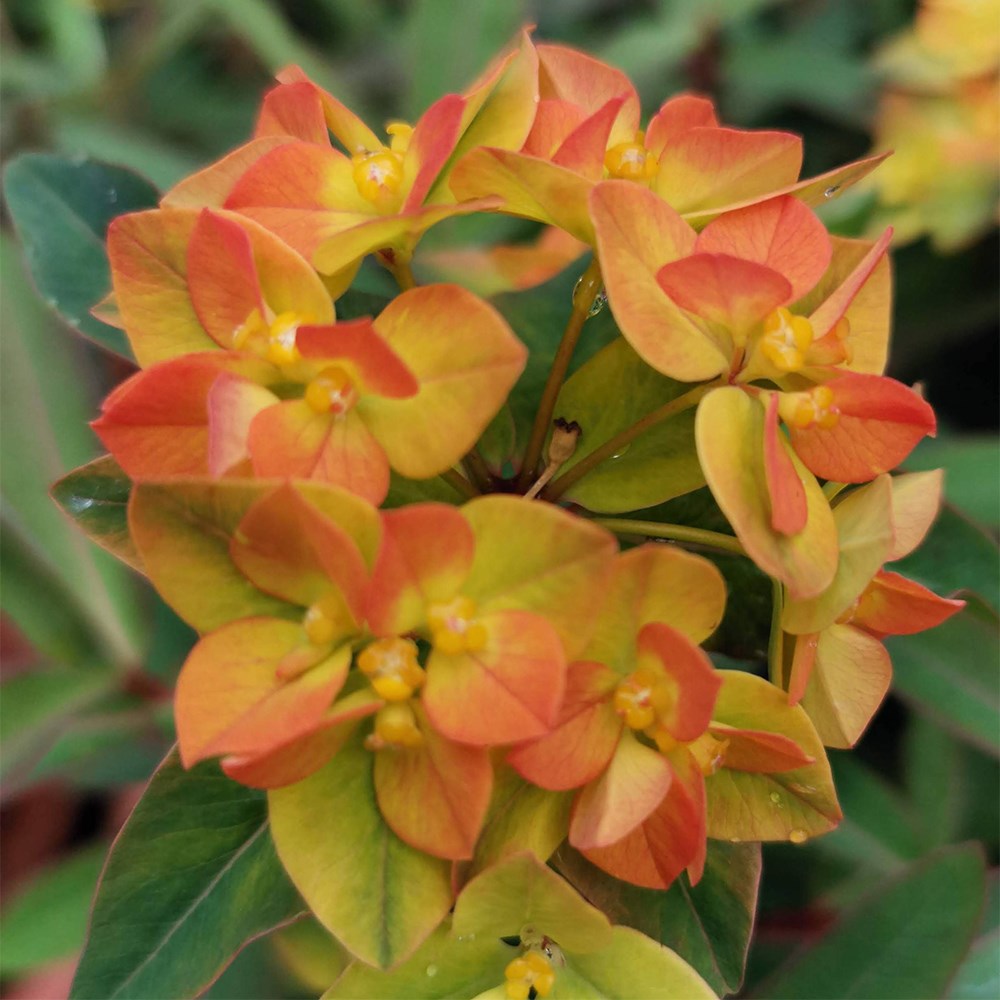 Euphorbia Walberton's Embers Glow | Spurge